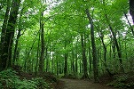 白神山地