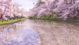 日本櫻花特集