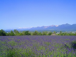 富良野