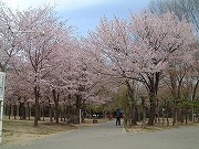 円山公園