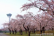 五稜郭公園