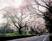 日光街道桜花並木