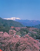 高遠城址公園