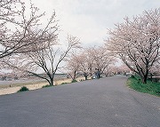 宮川堤之桜花