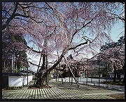 醍醐寺